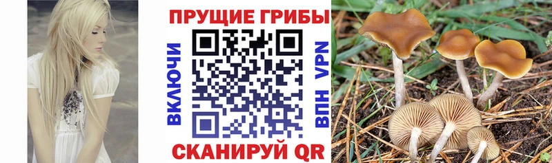 Купить Барыш Галлюциногенные грибы GOLDEN TEACHER